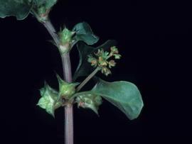 Spiny emex fruit has three sharp spines. The male flowers are in clusters on short stalks.