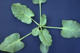 Spiny emex rosette of leaves.