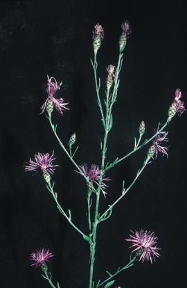Spotted knapweed has branched flower stems.