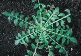 Spotted knapweed rosette leaves are deeply lobed.