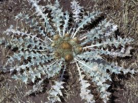 Mature stemless thistle.