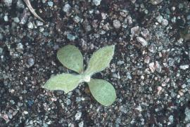 Stemless thistle seedlings.