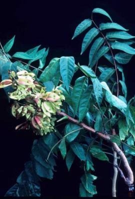 Tree-of-heaven fruits have papery wings that help the seed travel through the air as they fall.