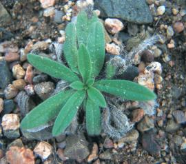 Viper’s bugloss rosette, the shape and warty appearance of leaves differ from Paterson's curse. 