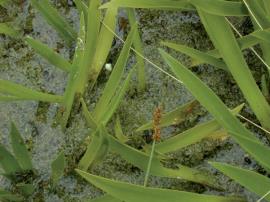 A white flower emerging from under water. 
