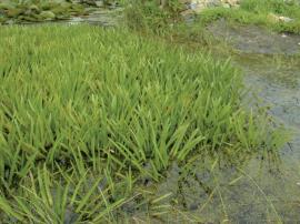 Dense mass of water soldier plants in a pond.
