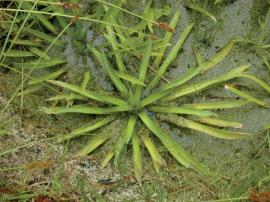 Water soldier leaves grow in a rosette. 