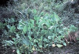 Yellow burrhead is an erect plant anchored in mud or sediment. It can grow up to 1 m above the water surface.