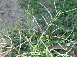 Eastern African turnip weed seed pods are long and thin (up to 12 cm long and 2 mm wide).
