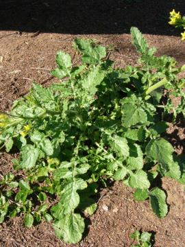 Leaves at the base of the plant grow in a rosette and have 3 to 7 lobes.