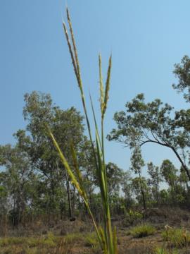Gamba grass flower spike.