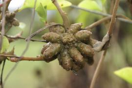 Madeira vine has aerial tubers.
