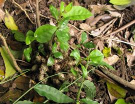 Madeira vine sprouting from tubers.