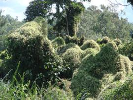 Madeira vines smother other plants.