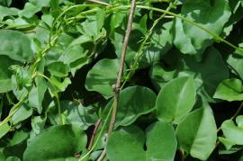 Madeira vine has fleshy heart-shaped leaves.