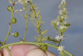 Asparagus fern flowers and green fruit