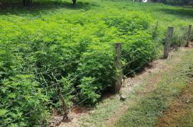 A dense infestation of annual ragweed outcompeting almost all pasture plants.