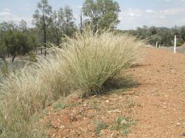 Coolatai grass forms dense tussocks.