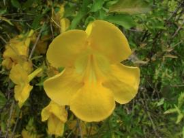 Cat's claw creeper has large yellow flowers.