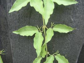 Cat's claw creeper has three-pronged tendrils that look like cat's claws.