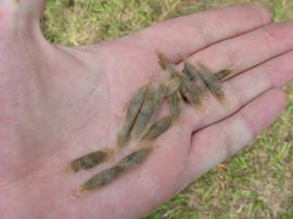 Cat's claw creeper has winged seeds that are blown by the wind.