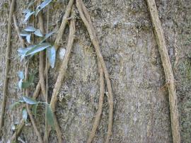 Multiple cat's claw creeper stems climbing up a tree trunk.