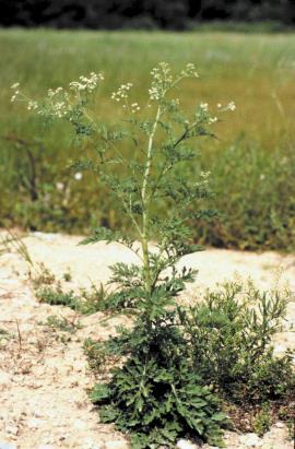 Parthenium weed can grow on a wide variety of soil types.