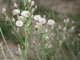 Fleabane (Conyza bonariensis) has fluffy white to pale pink seed heads.