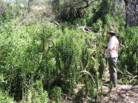 Eve’s needle cactus can grow up to 3m tall 