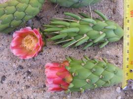 The green fruit are up to 10 cm long. Flowers can form at the end of the fruit, eventually forming chains of fruit.