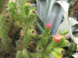 Eve's needle cactus has green fruit.