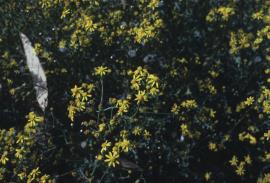 Cineraria flowers in spring and summer.