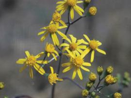 Cineraria flowers usually have 7-8 petals. They grow in clusters at the top of the stems.