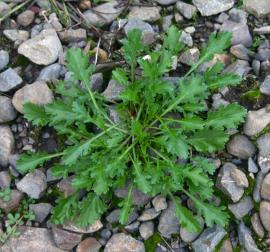 The rosette leaves of ox-eye daisy plants are up to 12 cm long.
