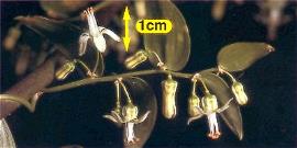 Bridal creeper buds and flowers