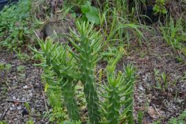 Eve's needle cactus Austrocylindropuntia subulata