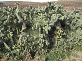Boxing glove cactus (Cylindropuntia fulgida var. mamillata)