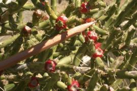 Pencil cactus (Cylindropuntia leptocaulis)