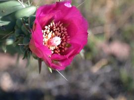 Rope pear (Cylidropuntia imbricata)