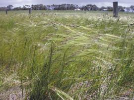 Chilean needle grass mainly flowers from November to February