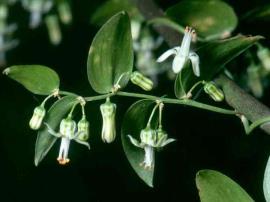 Bridal creeper buds and white flowers.