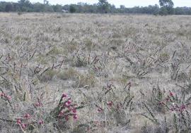 An infestation of harrisia cactus.