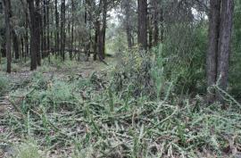 Harrisia cactus forms dense prickly mats.