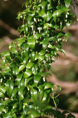 Bridal creeper has soft shiny leaves up to 7 cm long and 3 cm wide.