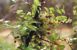Bridal creeper has green berries that ripen to pink then red from late spring to early summer.