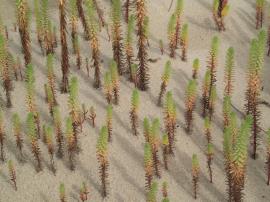 Sea spurge seedlings sprouting on sand.