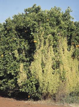 Bridal creeper smothering a citrus tree.