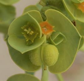 The sea spurge female flower is surrounded by male flowers and 4 crescent-shaped, shortly horned glands.