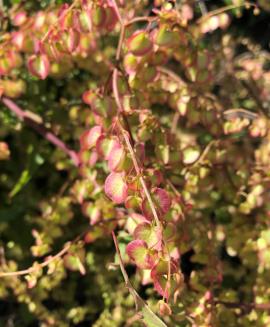 Turkey rhubarb fruit is enclosed by 3 papery wings that are sometimes tinged pink.