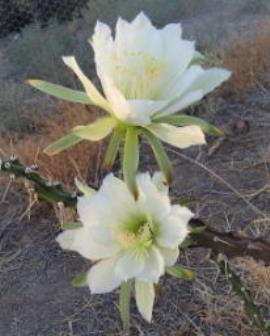 Harrisia cactus has large white flowers.